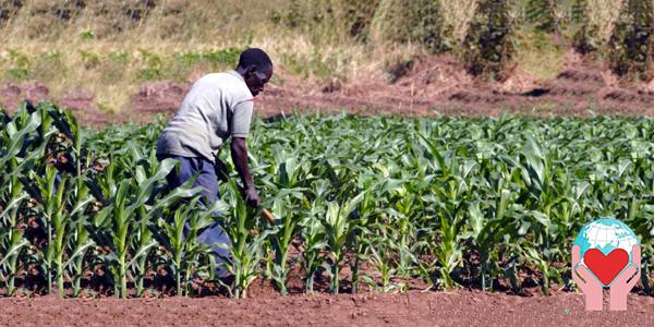 investire in agricoltura in africa coltivazione del mais